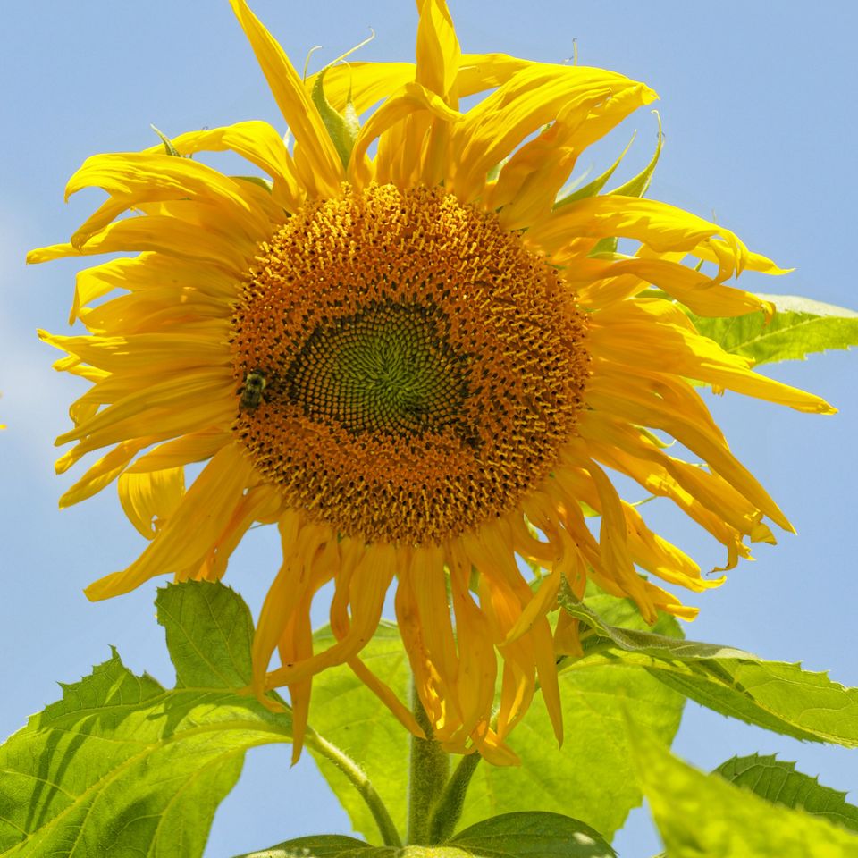Rc fl sunflower 1