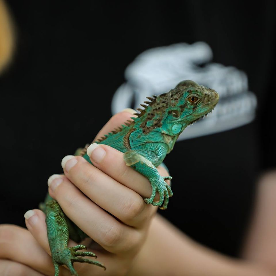 Cute lizard