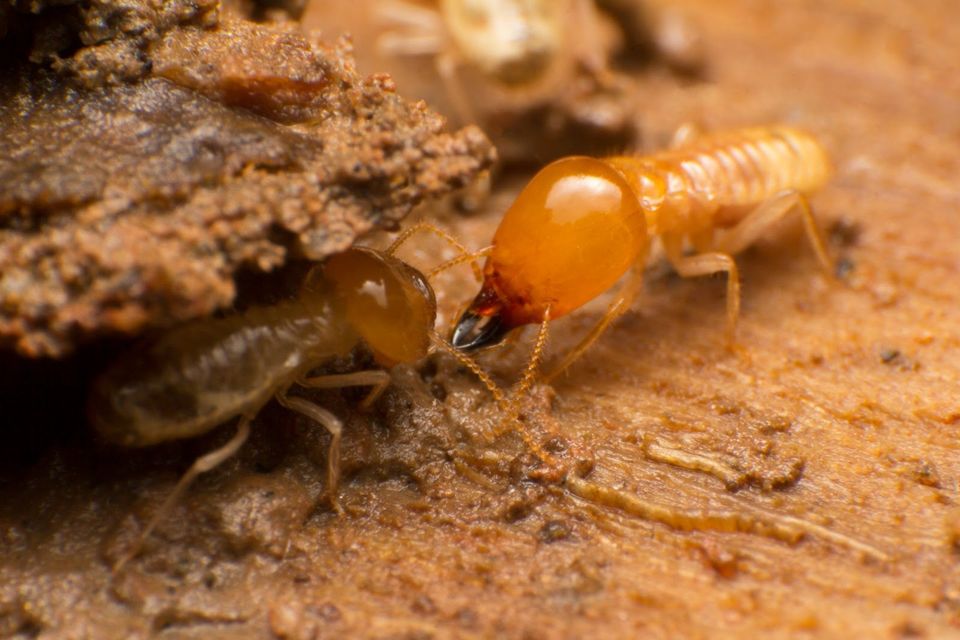 Termite 1