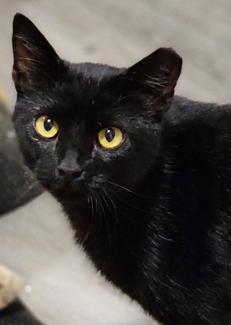 Getattachmentthumbnail (9)