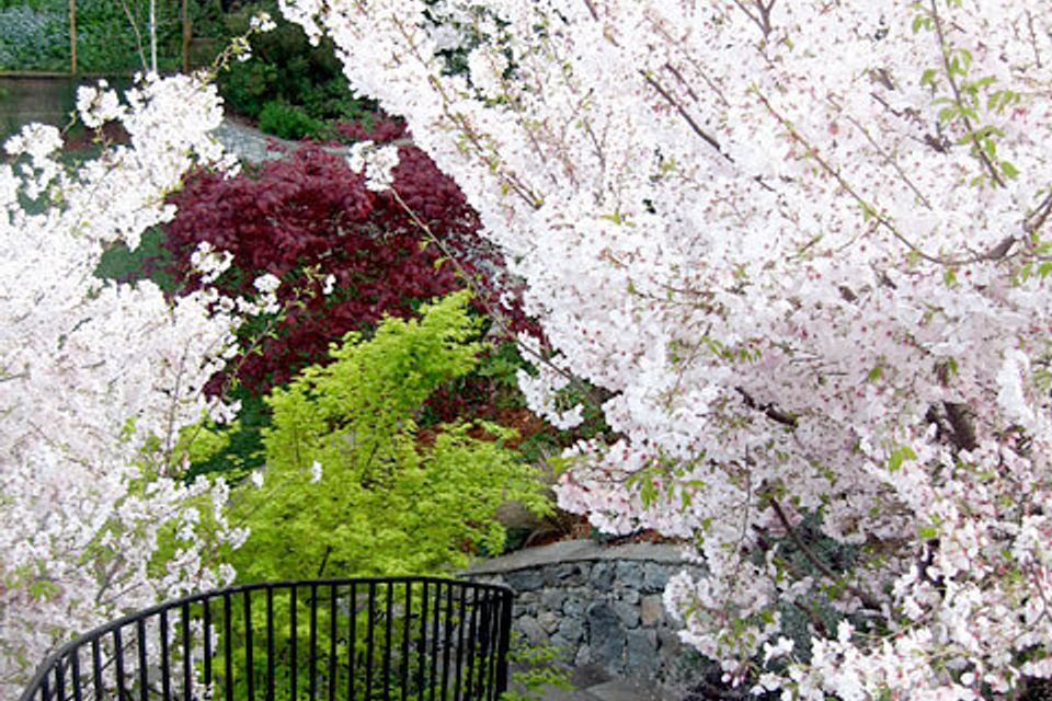 Sequoia valley residence 10