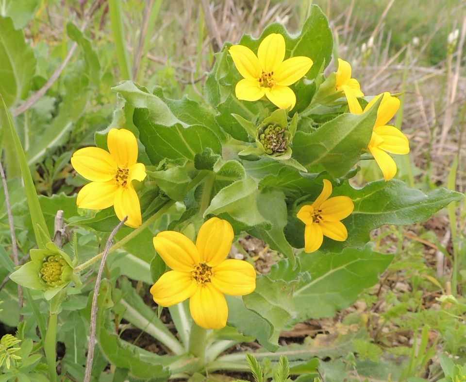 Aaa texas yellowstar lindheimera texana