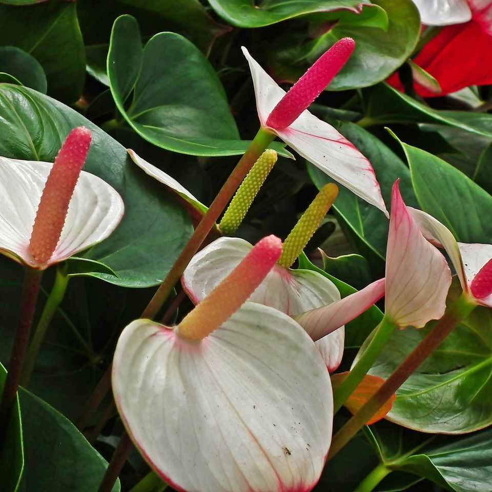 Anthurium 53e2d4434b 1920