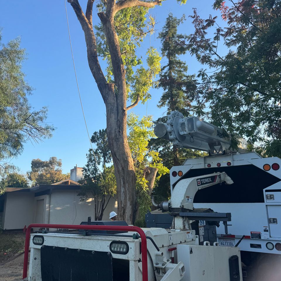 Large oak tree trimming and crown thinning in Esparto CA