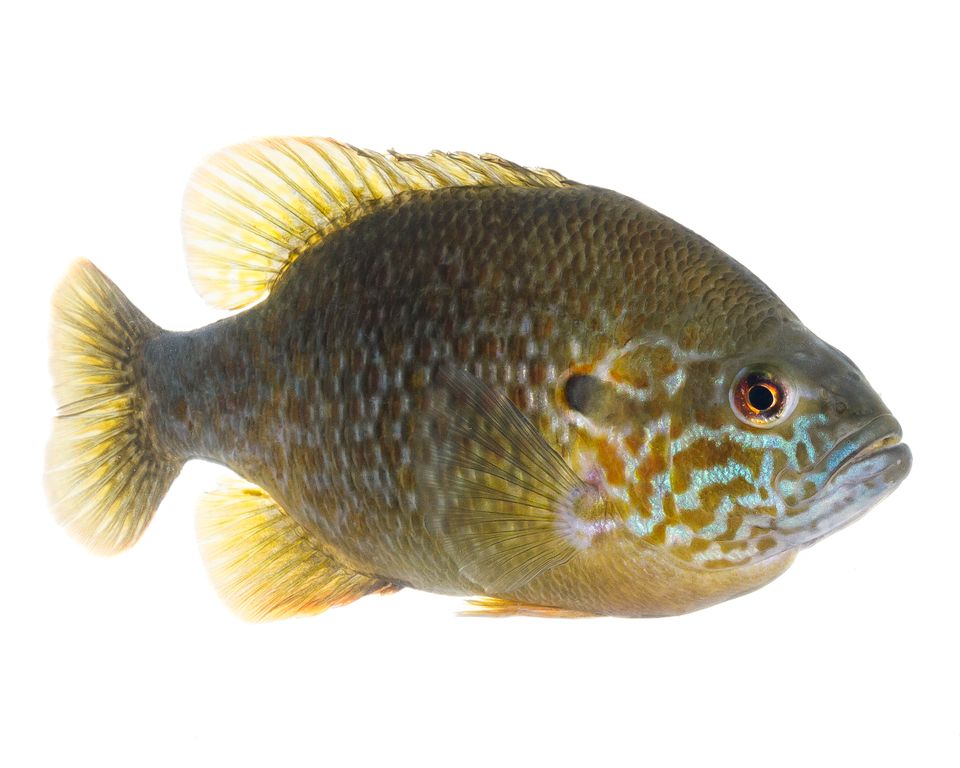 Hybrid sunfish sam stukel 2018 5