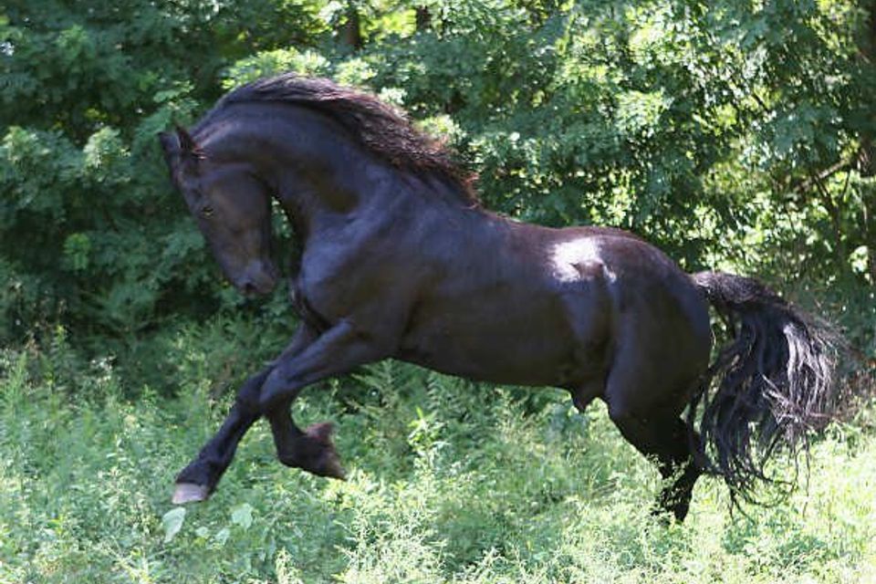 Beautiful horse
