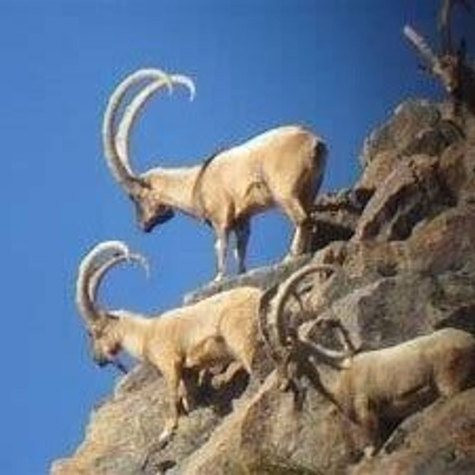 Ibex 1