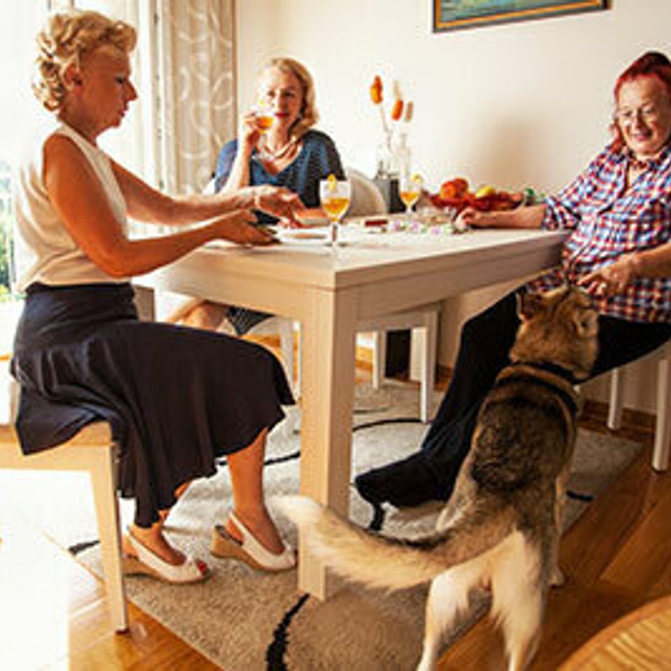 Meals pet care