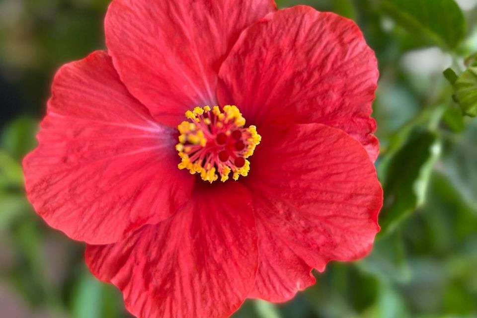 Hibiscus