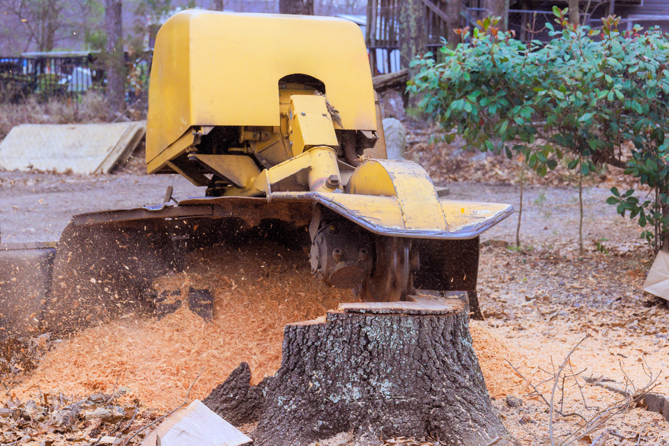 Stump grinding