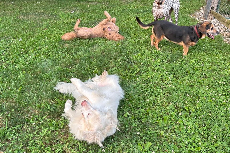 Rolling dogs