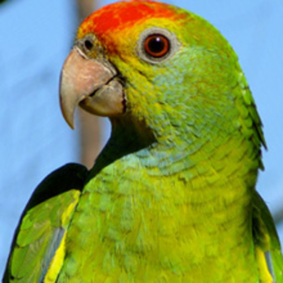 Parrot in cheap pet shop