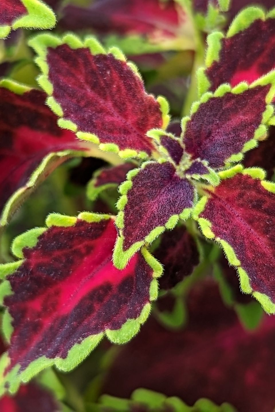 Pxl 20230419 222212197.portrait