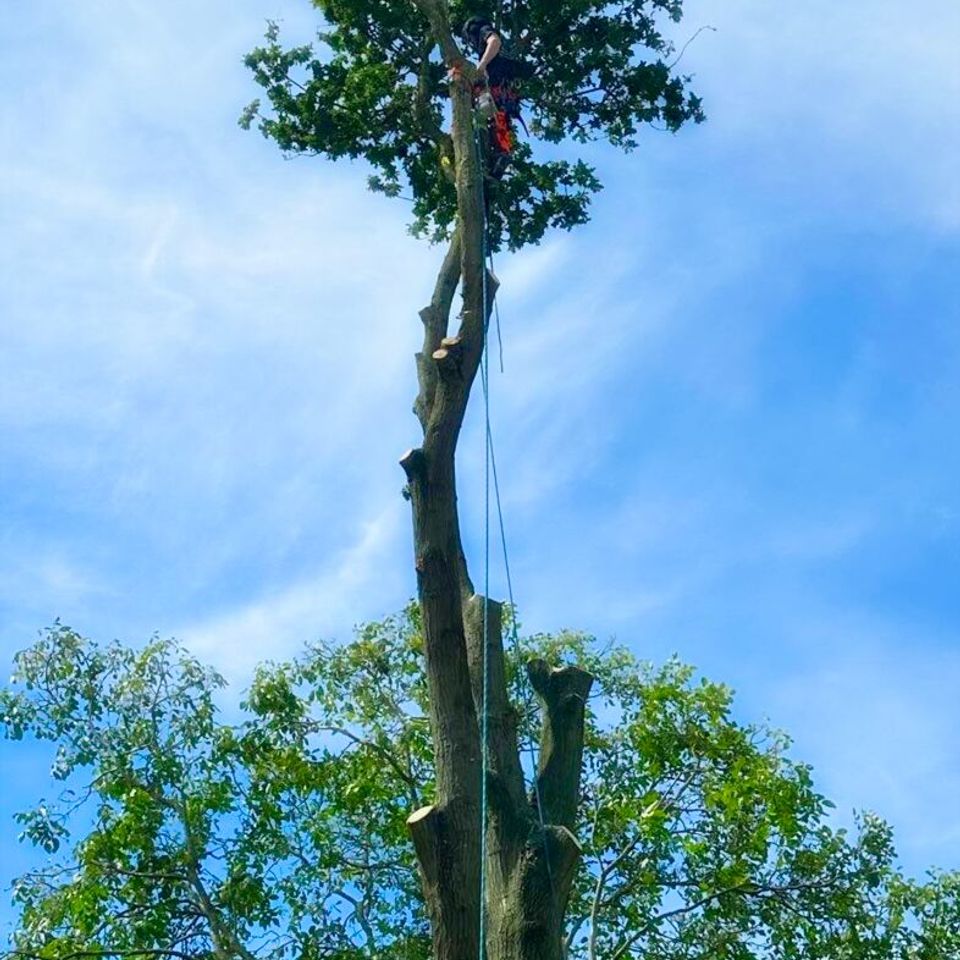 Sac Tree and Stump trimming a tree