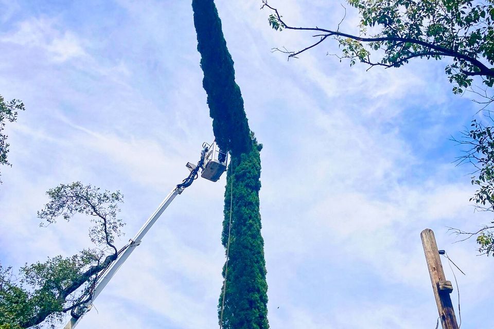 Tall tree trimming auburn