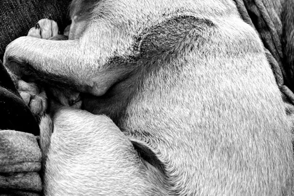 Dog sleeping original