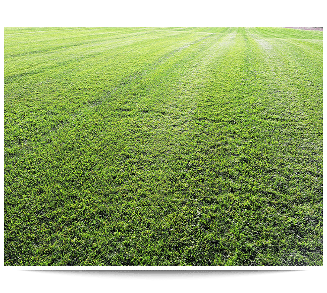 Tall fescue