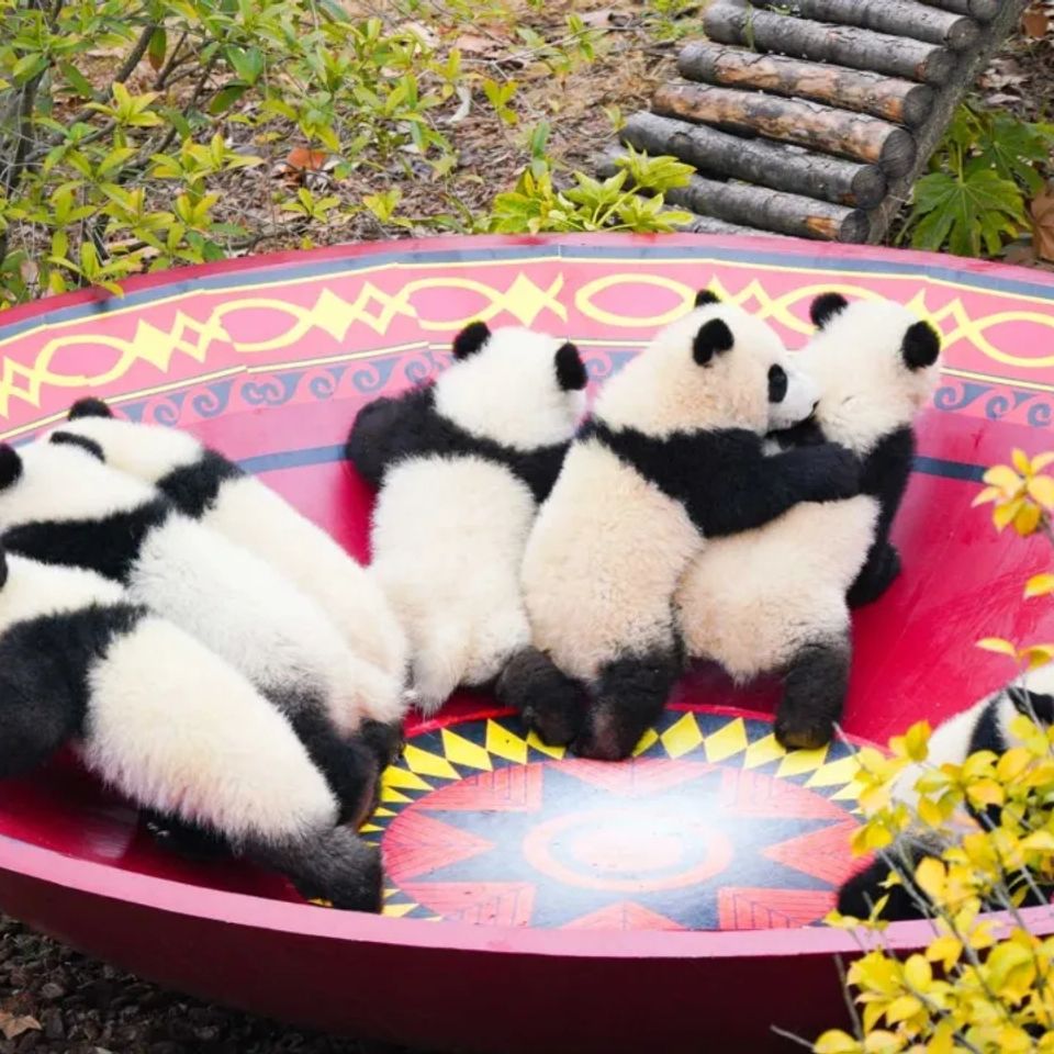 Pandas