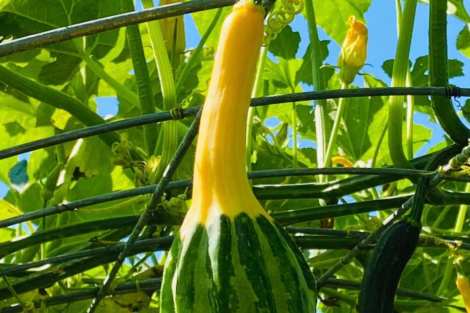 Gourd walk