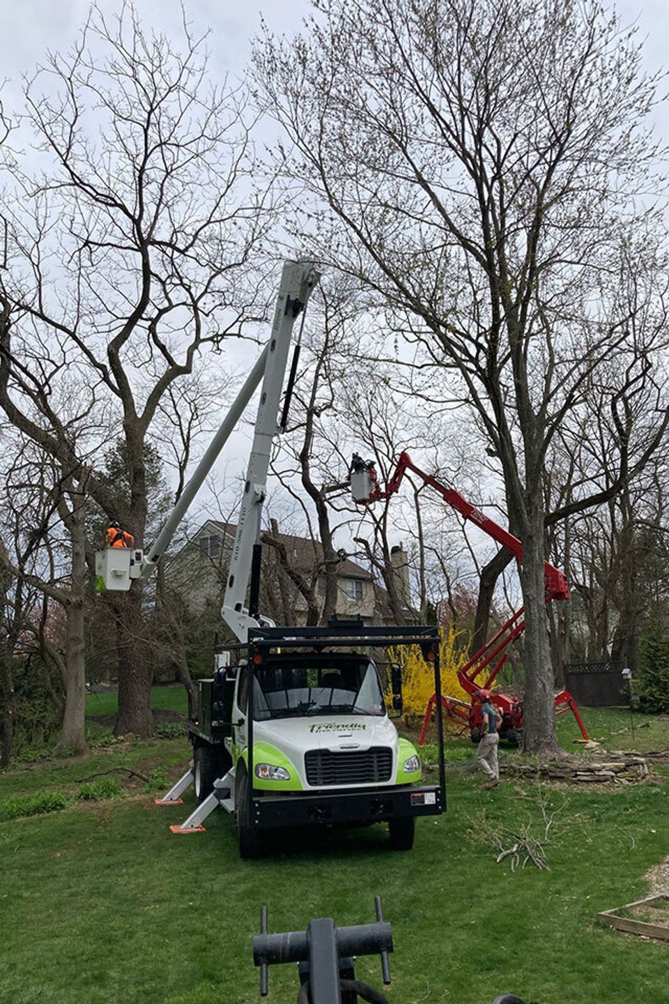 Removal multiple trees along a tree line with the use of a bucket truck and spider lift. 