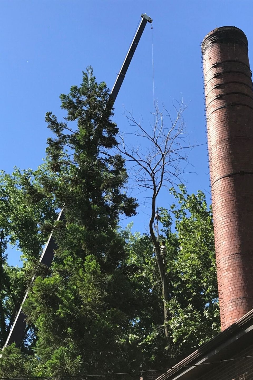Tree removal thumbnail img 6141