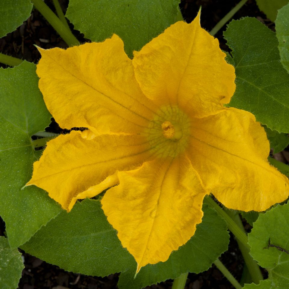 Rc fl squash blossom 1