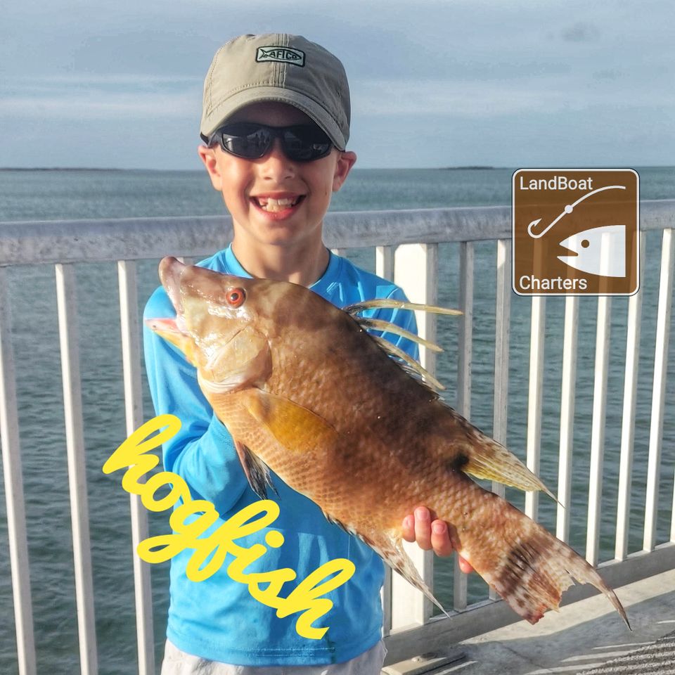 Hog fish