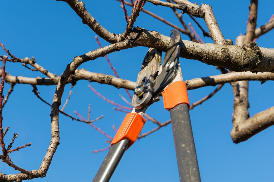 Tree pruning 1