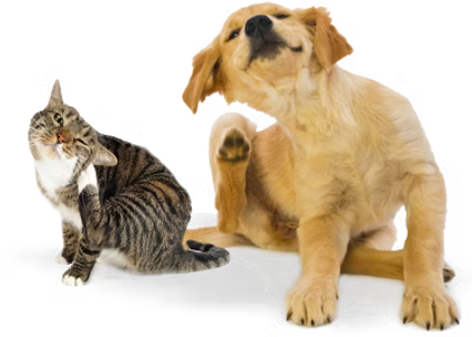 Fleas2
