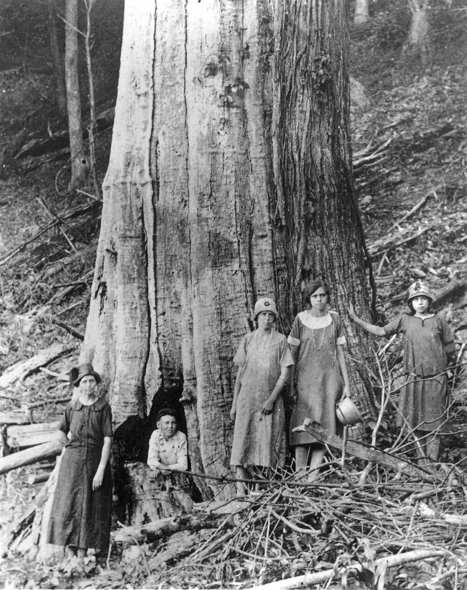 The american chestnut story an orchard tour