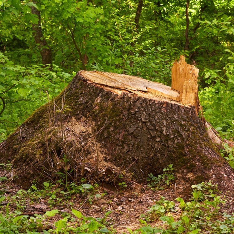 Stump 9055229320170404 23970 vrf281