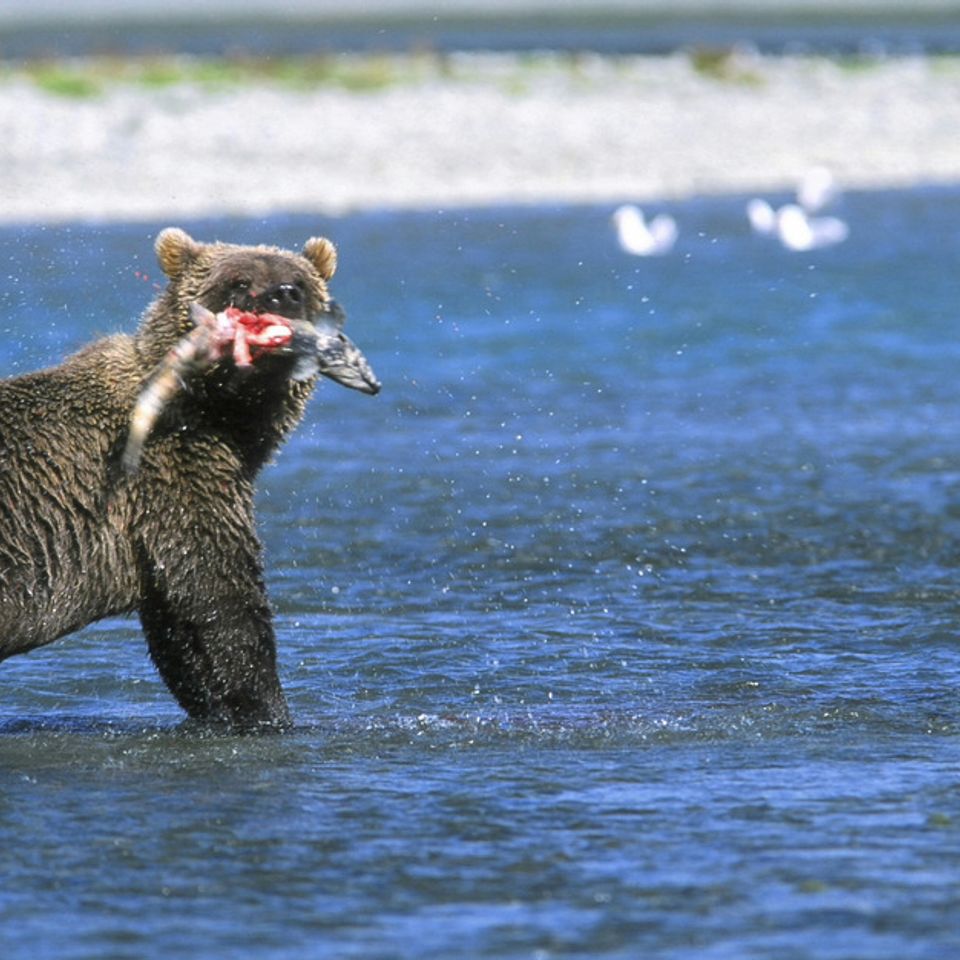 Chuckgraham grizzly img065 cg20121130 1864 1n6ie65 0