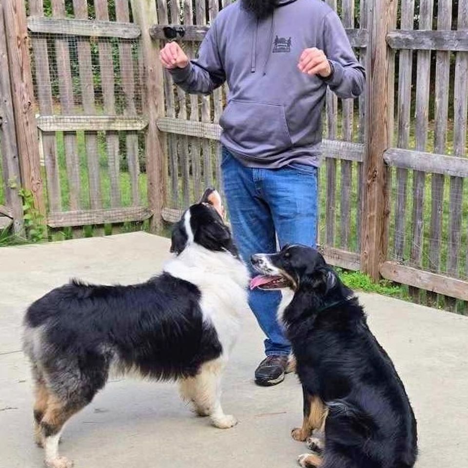 Ziggy and gus