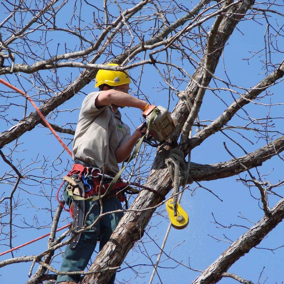 Tree removal 5