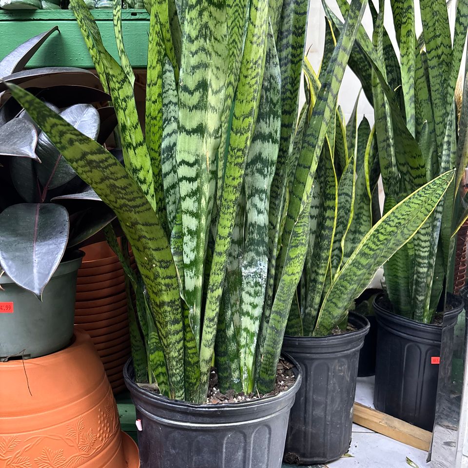 79832193699  c779ac4f 631d 4586 a019 927f43a7cbee