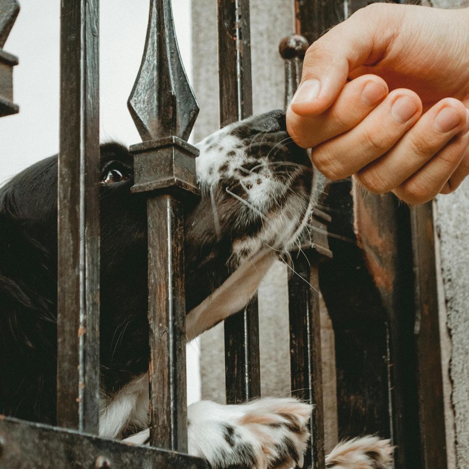 Pexels izabrella 1426593