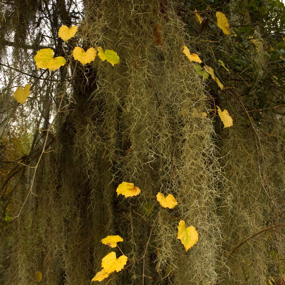 Kamapaha trail 2 8036 1