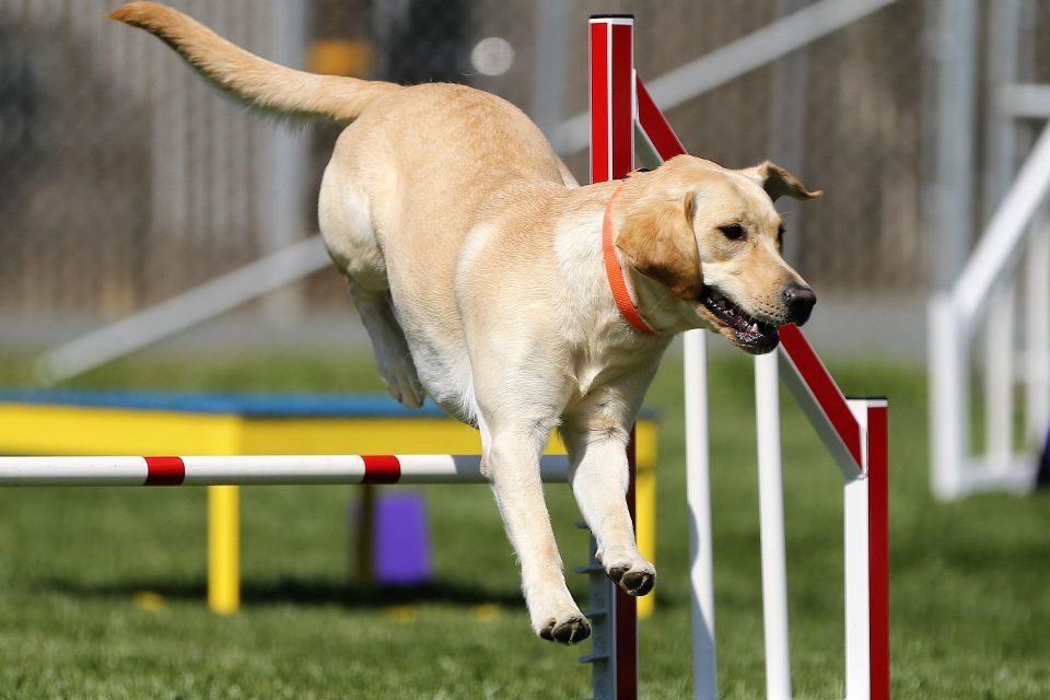 Labrador retriever ge1e5d94cf 1920