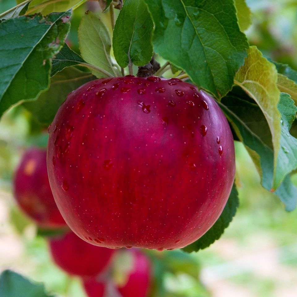 Apple 52e5dd424b 1920