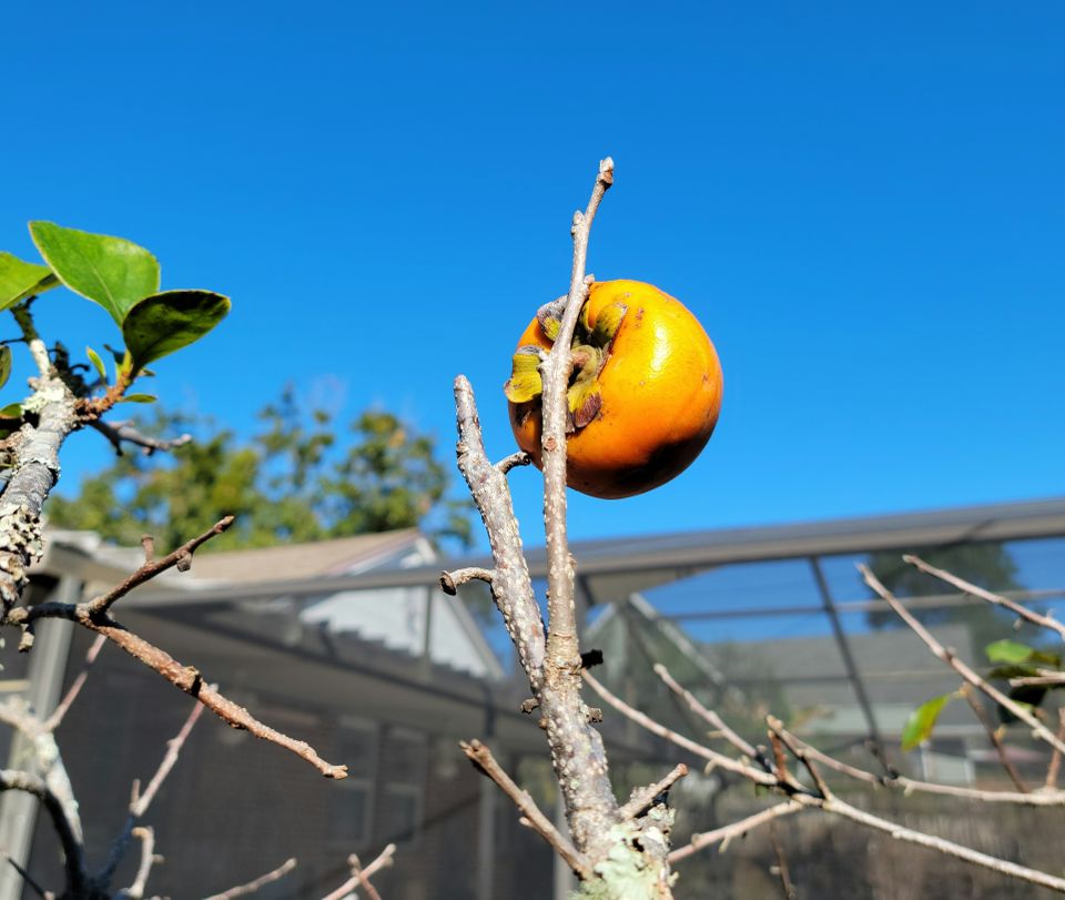 Lastofthepersimmons