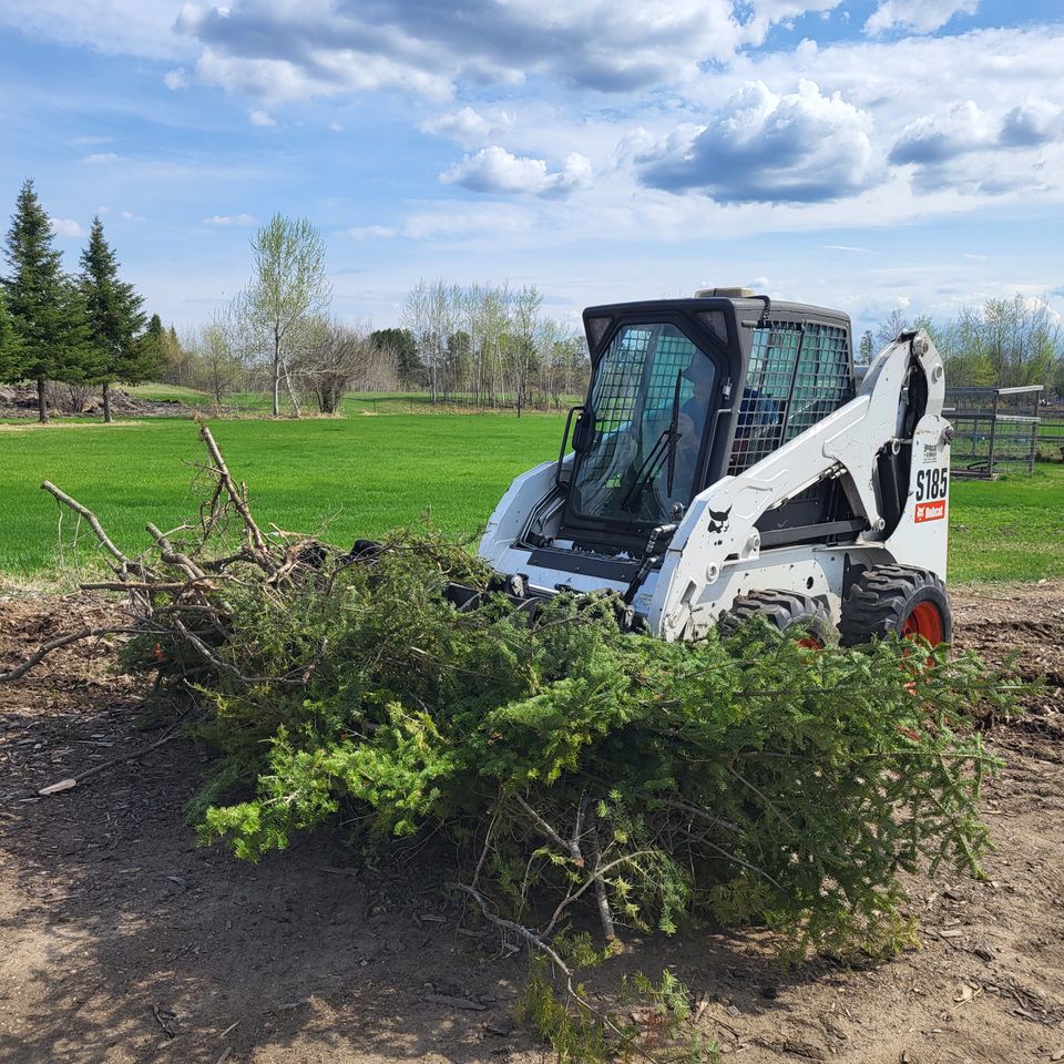 Bobcat and brush