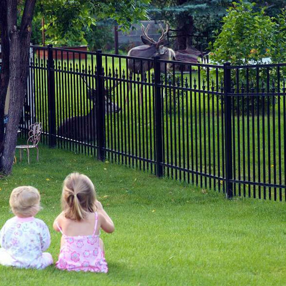 Specrail residential aluminum fence 1