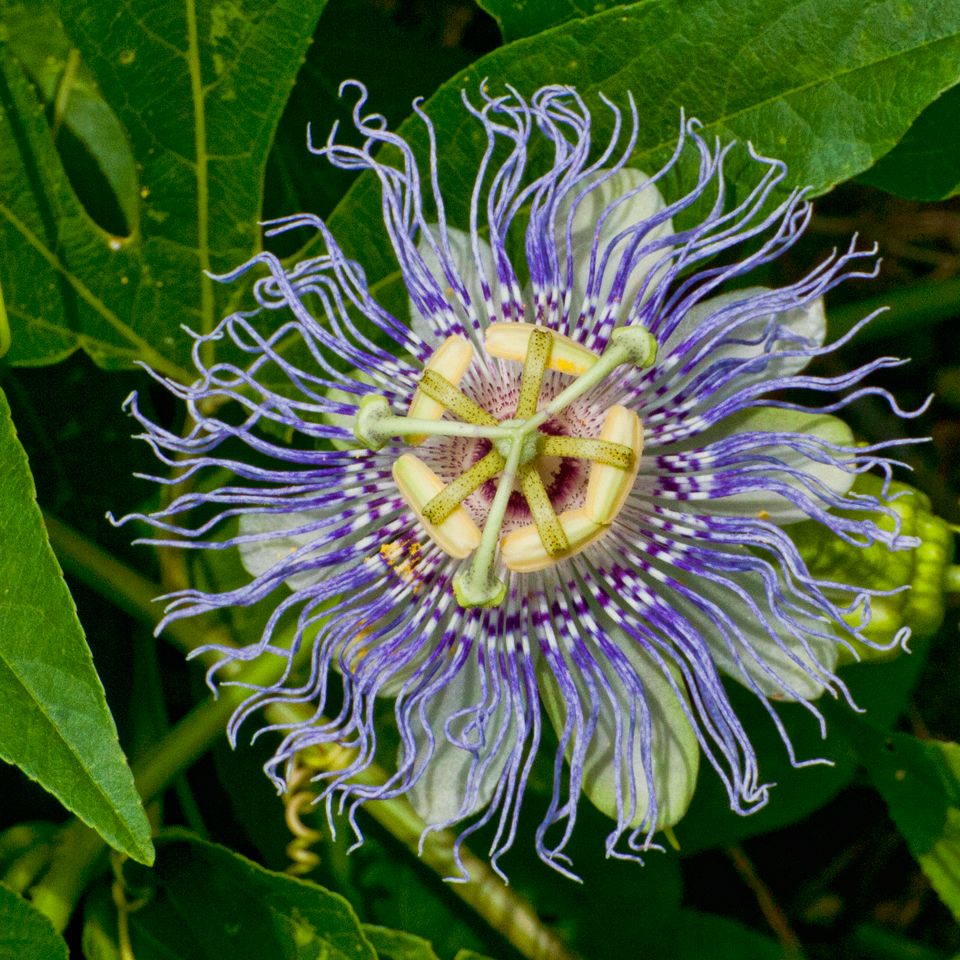 Rc passion flower1