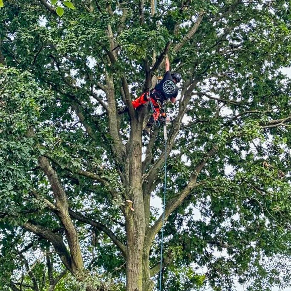 affordable tree service sacramento ca