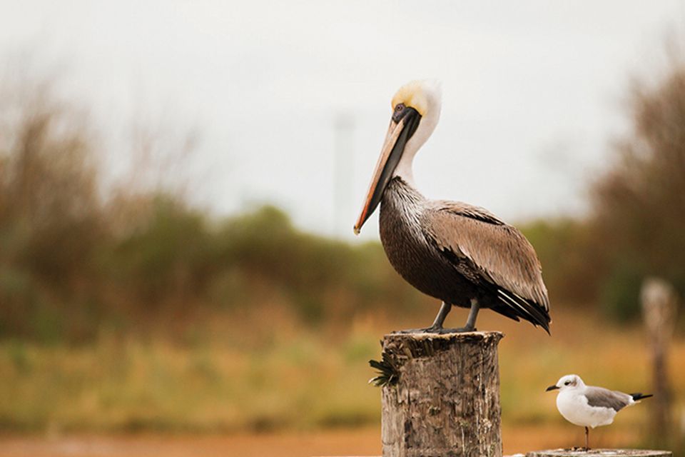 Pelican cameronparish