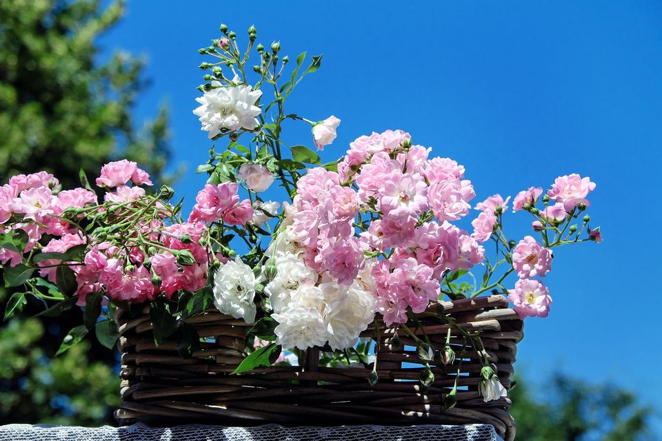 Roses g3a561d748 1920