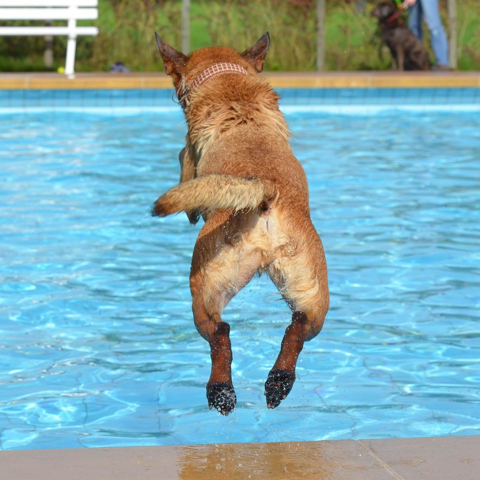 Dog g545899e67 1920