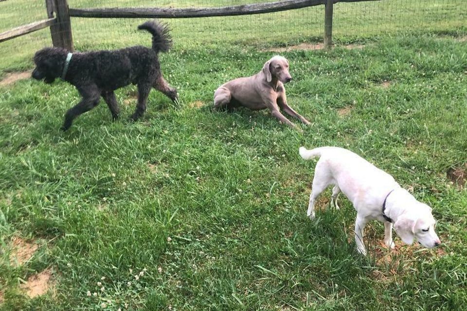 3 dogs grasss 2