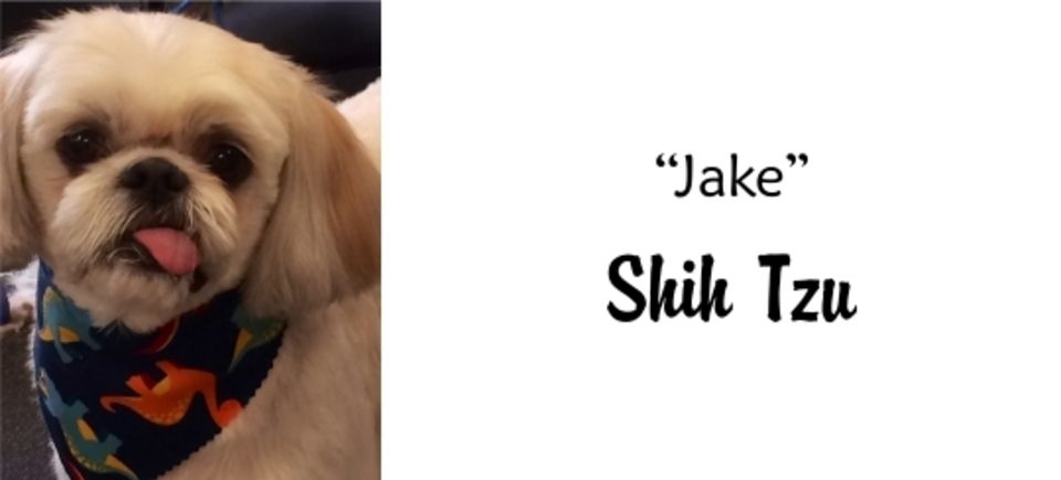 Faces   jake shih tzu20150623 16882 10thzme