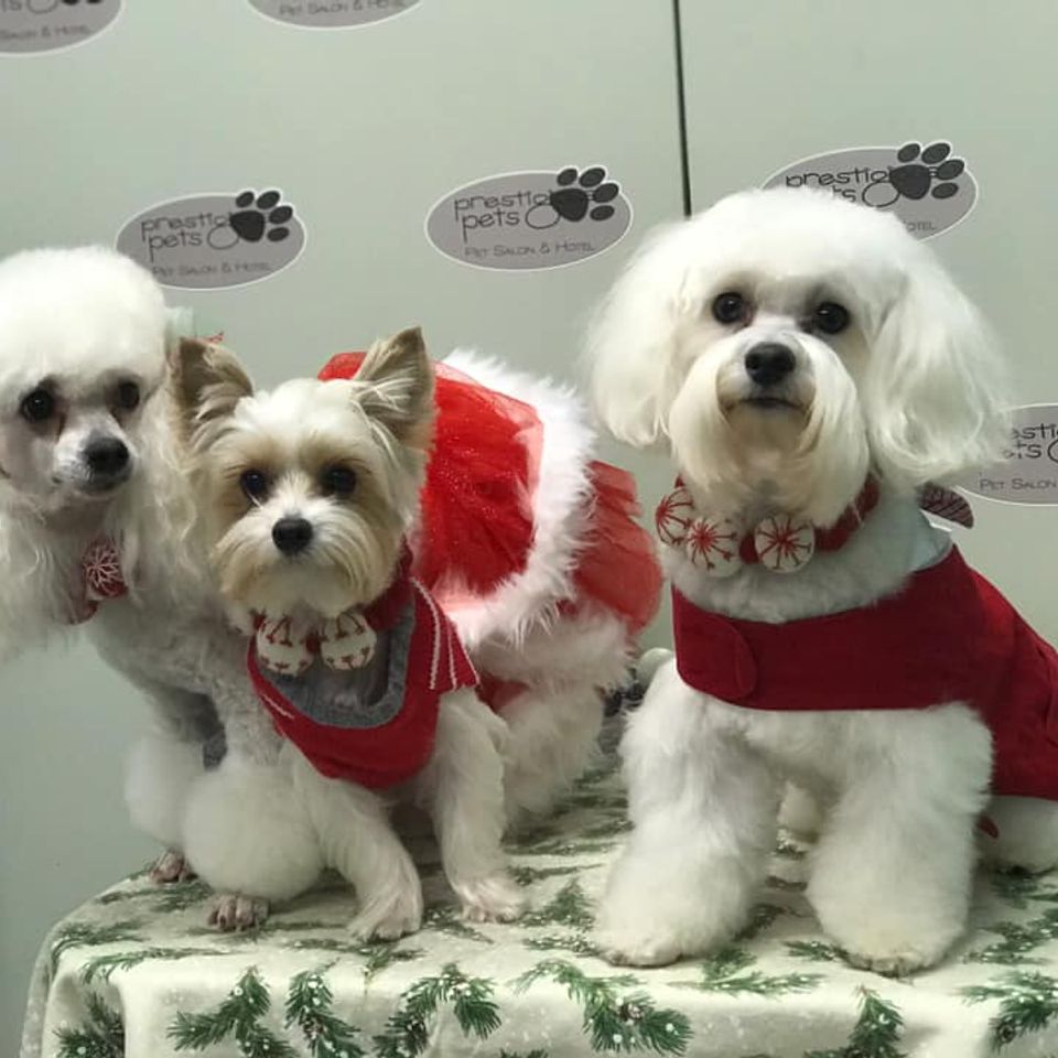 Prestigious pets salon   hotel gallery 013